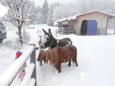 Pony und Esel im Winter
