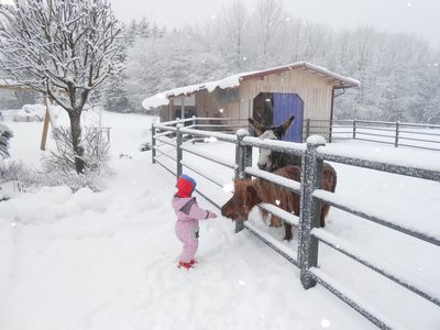 Pony Lametta und Esel Robin im Schnee