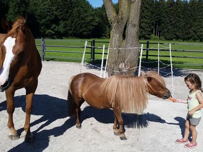 Pferd und Pony